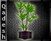 !Q! Pinkalicious Plant 2