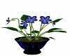 BlueViolets Potted Plant