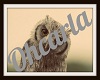 [ohc]Owl