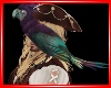 Parrot, Animated F&M