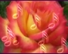 Peace Rose Music
