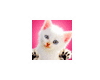 Kitten Meow Stamp