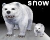 Polar Bears / snow