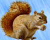 Squirrel Nut Enhancer
