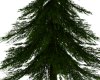 Pine Tree
