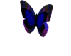 Butterfly Decor Blue