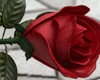 Love Rose
