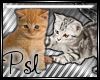 PSL Kitten Enhancer