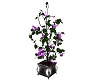 Purple Mood Plant