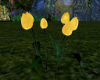 (T)Tulip's Yellow