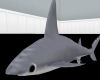 PHz ~ Hurricane Shark