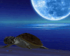 TropicalMoonlight Island