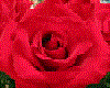 red rose