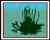 Aquatuc Seaweed