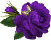 purple rose anim
