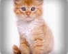*MT*Voice Box Cat vol.1