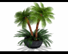 potted palm anferns