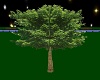 CJ's Grow & Wilt Tree