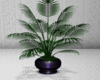 Purple Fairy Plant