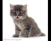 kitty stickers