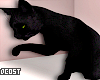 Black Cat Ani.
