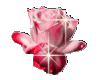 Sparkling Pink Rose