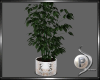 Potted Plant