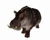 Savannah Hippo Anim