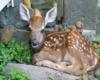 fawn on step