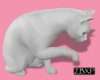 White Cat Anim
