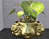 Golden Lion Plant Pot