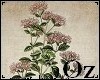 [Oz] - Pict Plant 1