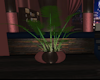 CRF* Plant #37
