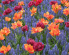 fields of flowers ~color