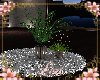 Violin Plants
