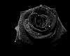 ^LT^ Black Glitter Roses