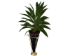 Plant  2