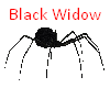 Black Spider Ava
