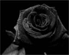 the black rose