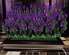 Purple Rose Plants Box