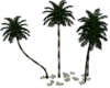 Island Palm Tree