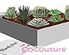 Succulent Gift White