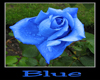 :) Blue Rose 4