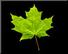 Green maple leafs