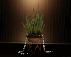 Plant with light