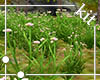 !T! Add On | Wild Grass