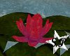 (SP) Crimson Water Lily