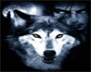Hells night wolf