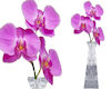 !Mwok purple orchids vas