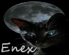Enex| Black Cat Backdrop